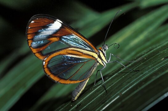 Clearwing Butterfly Ithomia patilla Costa Rica