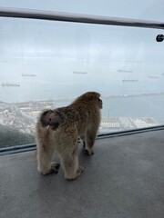 monkey