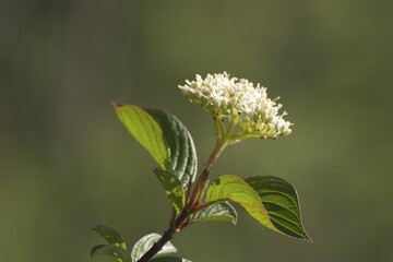 Bloodtwig dogwood - Cornus sanguinea - Germany