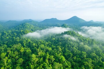 Lush green forests stretch across rolling hills under a misty sky, showcasing the beauty of nature's untouched landscapes.