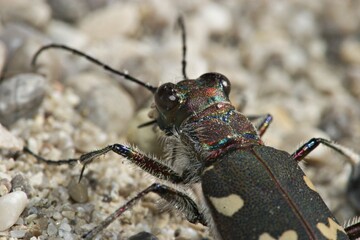 Tiger beetle - Cicindela silvicola - Bavaria
