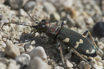 Tiger beetle - Cicindela silvicola - Bavaria