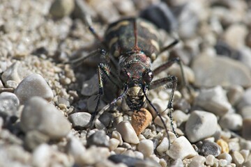 Tiger beetle - Cicindela silvicola - Bavaria