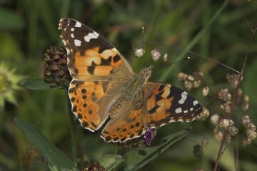 Painted Lady - Cynthia cardui - Slovenia