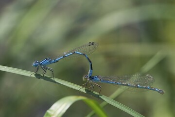 Damslefly - Enallagma cyathigerum - copulation - Slovenia