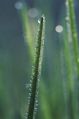 Waterdrops on blade of grass