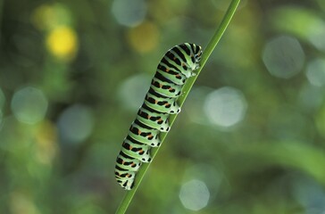 Caterpillar Swallowtail Butterfly Papilio machaon Larva Germany