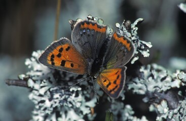 Small copper Lycaena phlaeas Sweden