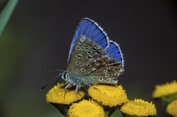 Adonis Blue Lysandra bellargus on common tansy - Tanacetum vulgare - Germany