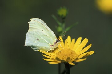 Brimstone Gonepteryx rhamni on flower of Yellow Oxeye Daisy Buphthalmum salicifolium - Germany