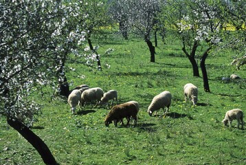 Mallorca sheep and almond blossom