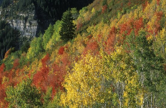 USA Utah Wasatch Range Aspen Grove Sundance Alpine Loop autumn indian summer