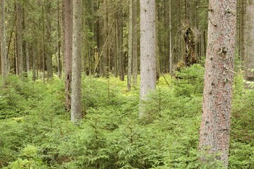 National Park Bavarian Forest alluvial spruce forest Germany