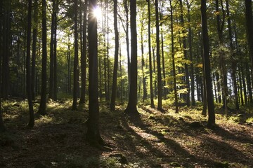 National Park Bavarian Forest Germany