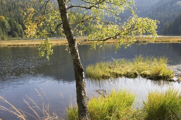 Fototapeta premium Kleiner Arbersee lake Bavarian Forest Germany