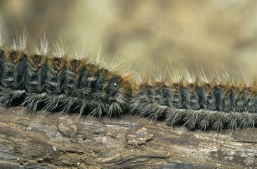 Caterpillars Pine Procession Moth Thaumetopoea pityocampa Spain