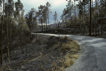Burnt forest Galicia Spain