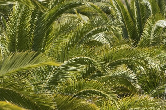 Canary Island date palm - Phoenix canariensis - La Gomera