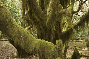 Moss in laurel forest National park Garajonay La Gomera Canary Islands