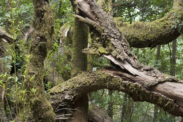 Laurel forest National park Garajonay La Gomera Canary Islands