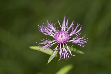 Brown Knapweed - Centaurea jacea - Germany