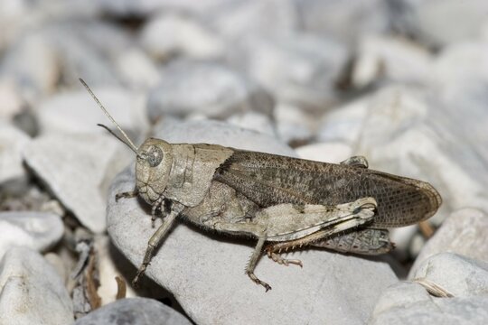 Rattle grasshopper Psophus stridulus - Upper Bavaria - Powered by Adobe