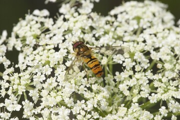Hoverfly Epistrophe balteata on flower of Wild carrot - Daucus carota - Germany