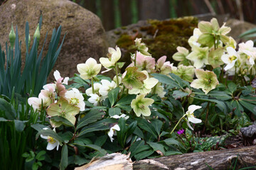 Fototapete bei efototapeten.de bestellen   