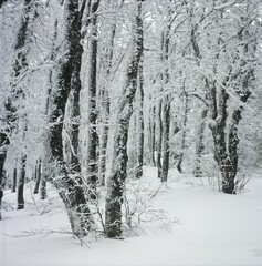 Snow covered forest Schwarzwald Germany