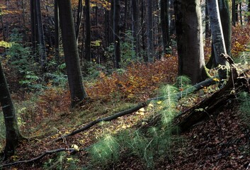 Obraz premium Autumnal mixed forest with horsetails Germany