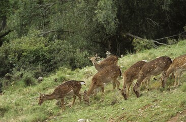 Fallow deer Cervus dama in Nature reserve Sierra de Cazorla y Segura Andalusia Spain