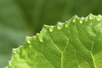 Leaf of butterbur - Petasites hybridus