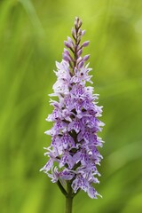 Common spotted orchid Dactylorhiza maculata = fuchsii - Germany