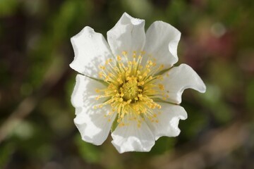 Obraz premium Mountain Avens Dryas octopetala Germany