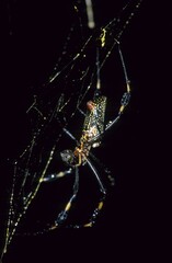 Silk spider Nephila sp Mexico Chiapas