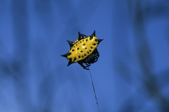 Spiny Spider Gasteracantha sp Mexico Jalisco
