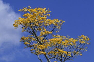 Blooming Araguaney tree Mexico