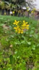 Close-up of yellow mustard flowers blooming in a sunny field with a clear blue sky.