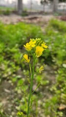 Obraz premium Close-up of yellow mustard flowers blooming in a sunny field with a clear blue sky.