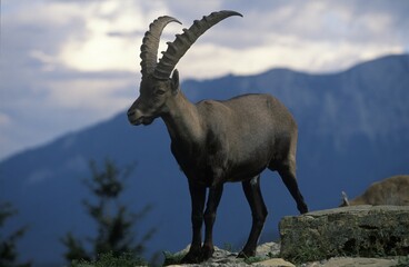 Ibex Capra ibex Austria
