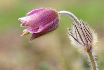 Pasque Flower (Pulsatilla vulgaris)