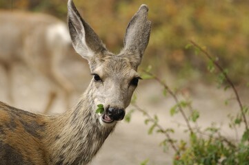 Browsing deer, Yellowstone National Park, Wyoming, USA, United States of America, North America
