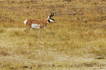 Pronghorn (Antilocapra americana), Yellowstone National Park, Wyoming, USA, United States of America, North America