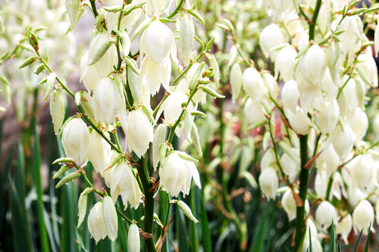 White yucca flowers close-up with water drops after rain.