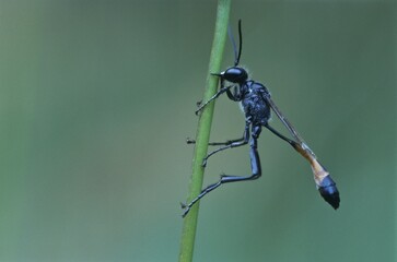 Sand wasp (Ammophila sabulosa)