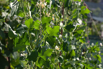 Flowering beans in the garden. Growing red beans