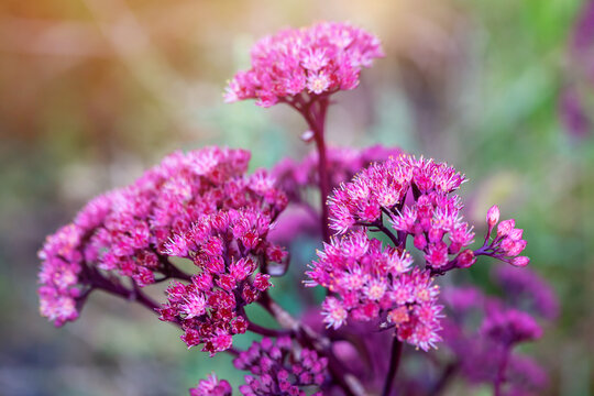 Blooming pink sedum in a flower bed in the garden.