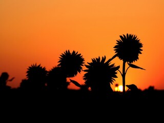 Silhouetted against a dramatic orange horizon towering sunflowers stand strong and proud in the fading light of day, landscape, tall flowers, orange