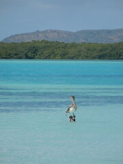Bonaire at it's Best