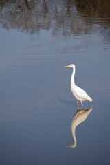 冬の川で餌を探すダイサギ